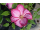 Clematis Liberty