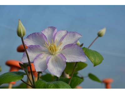 Clematis