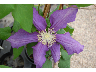 Clematis