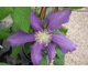 Clematis Luther Burbank