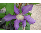 Clematis