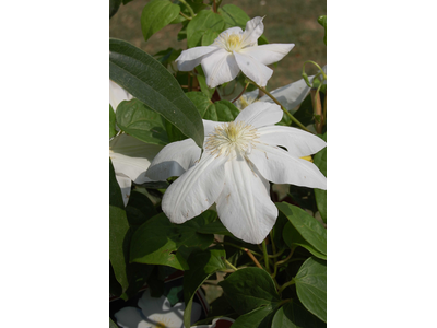 Clematis