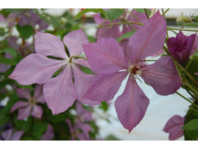 Clematis