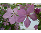 Clematis Margaret Hunt