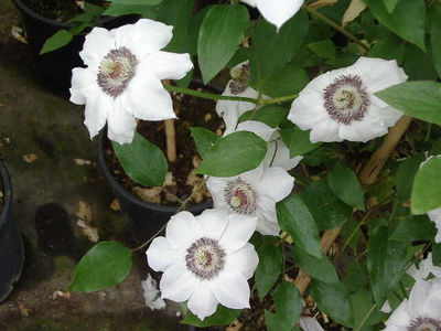 Clematis