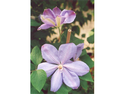 Clematis