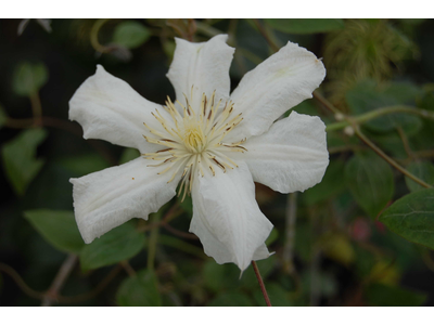 Clematis