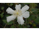 Clematis Mrs George Jackman