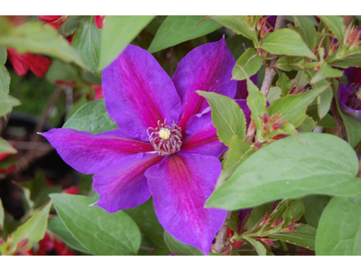 Clematis