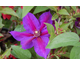 Clematis Mrs N. Thompson