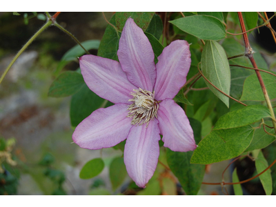 Clematis