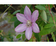 Clematis Mrs Spencer Castle