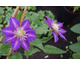 Clematis Multi Blue