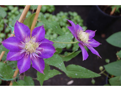 Clematis