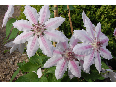 Clematis