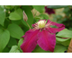 Clematis