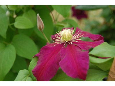 Clematis