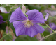 Clematis Perle d'Azur
