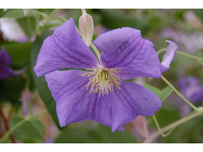 Clematis