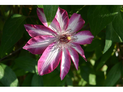 Clematis