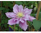 Clematis Piilu