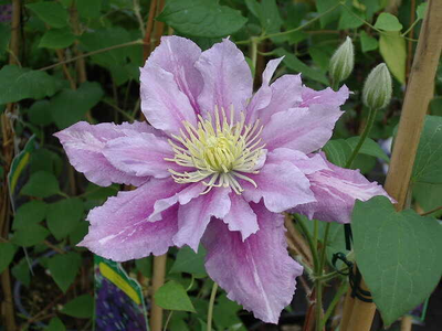 Clematis