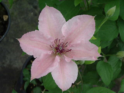 Clematis