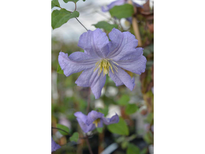 Clematis