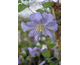 Clematis