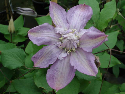 Clematis