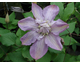 Clematis Proteus