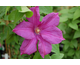 Clematis Rahvarinne