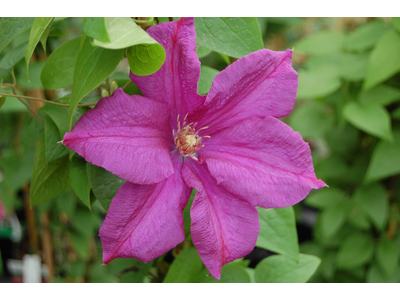 Clematis