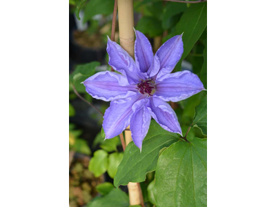 Clematis