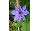 Clematis Ramona