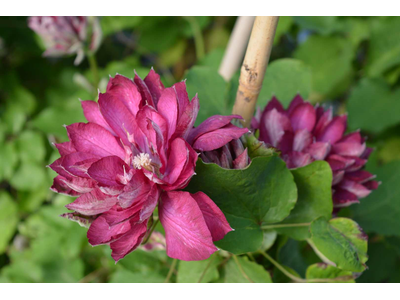 Clematis