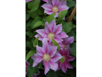 Clematis
