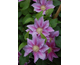 Clematis Red Pearl