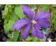 Clematis Rhapsody