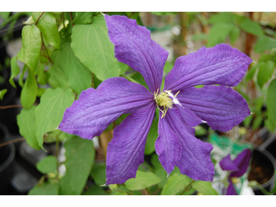 Clematis