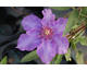 Clematis Richard Pennell