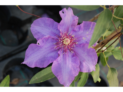 Clematis