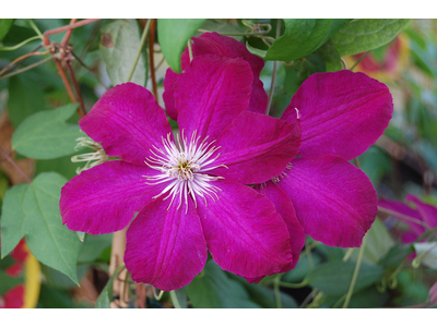 Clematis