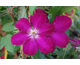 Clematis Rouge Cardinal