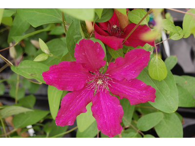 Clematis