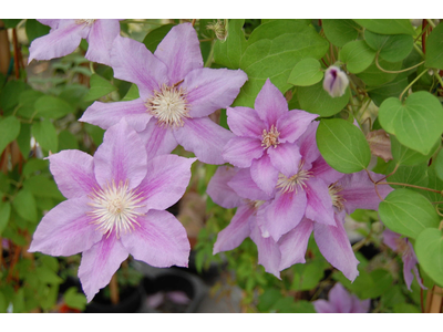Clematis