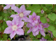 Clematis Sealand Gem