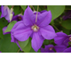 Clematis Semu