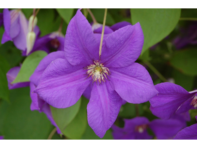 Clematis