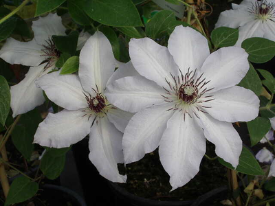 Clematis